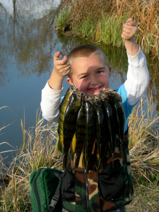 Artificial fish habitat or fish attractors, which do the fish need