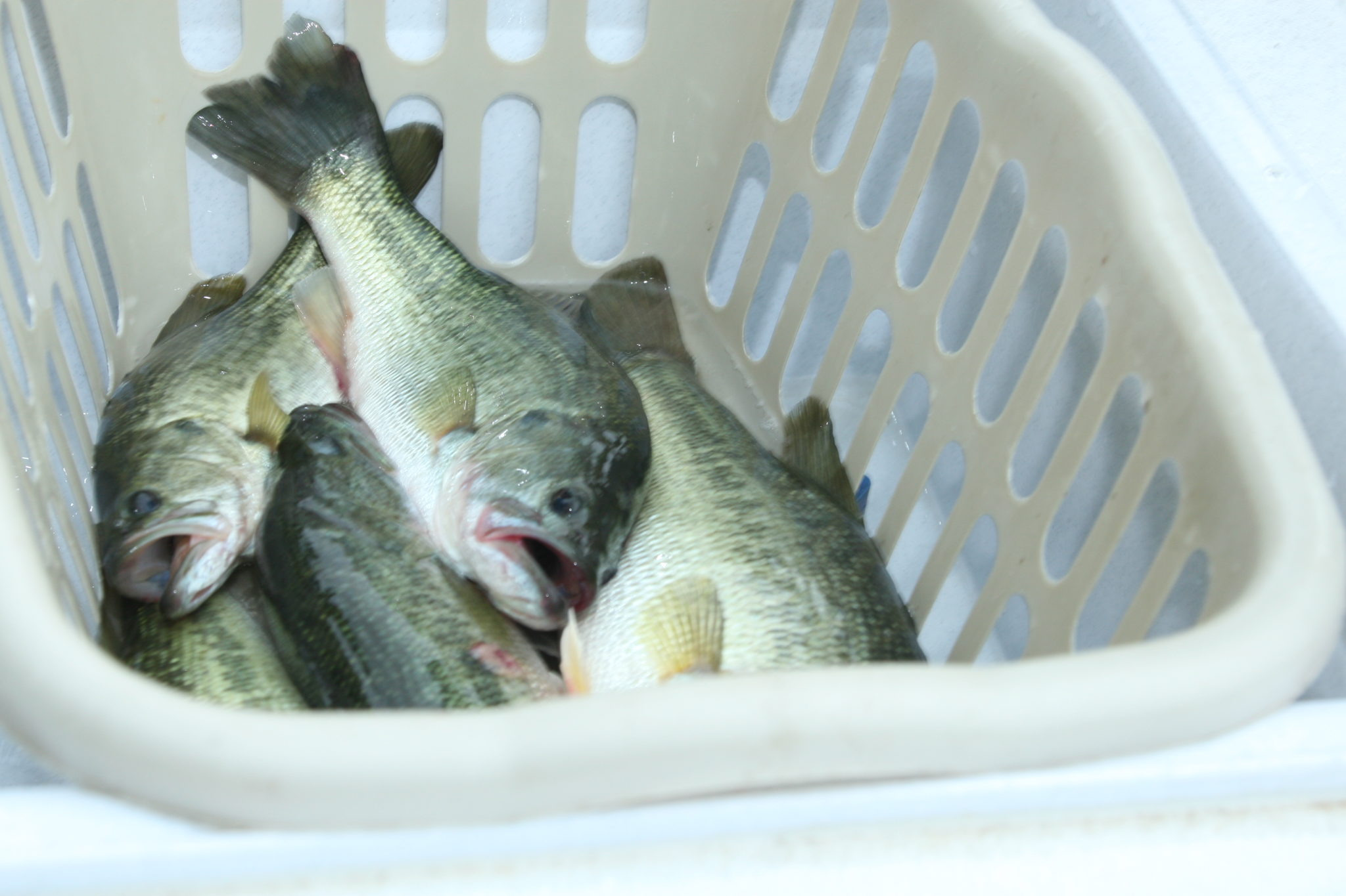 Learn How to Fish Wintertime Bluffs for Bass - Wired2Fish