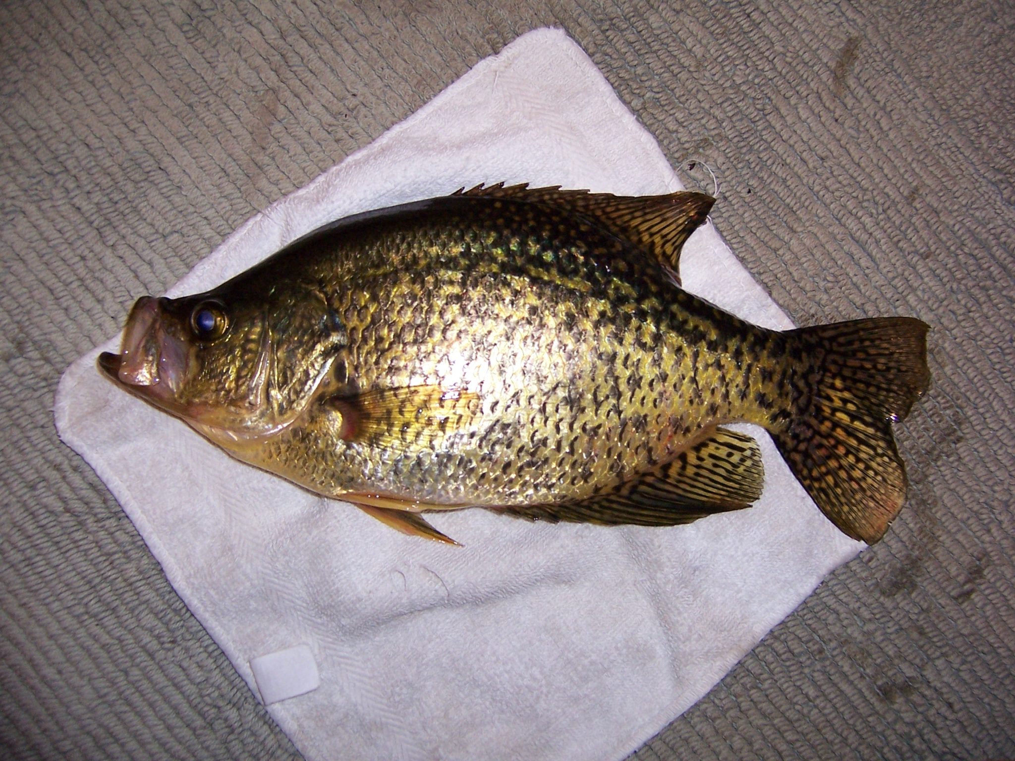 Spring is time for Crappie fishing and adding new fish habitat