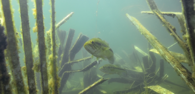 NFWF awards Seneca Nation grant to stabilize shoreline, creating fish habitat across miles of the Allegany Reservoir