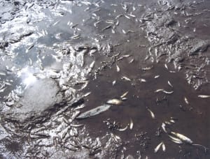 siltation causing fish kills