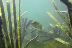 bass on fishiding habitat