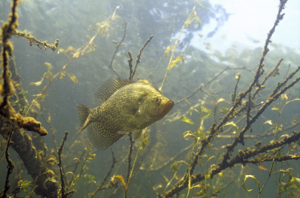 The Science Behind Fishiding Artificial Fish Habitat-Underwater Video (Part 4 of 10)