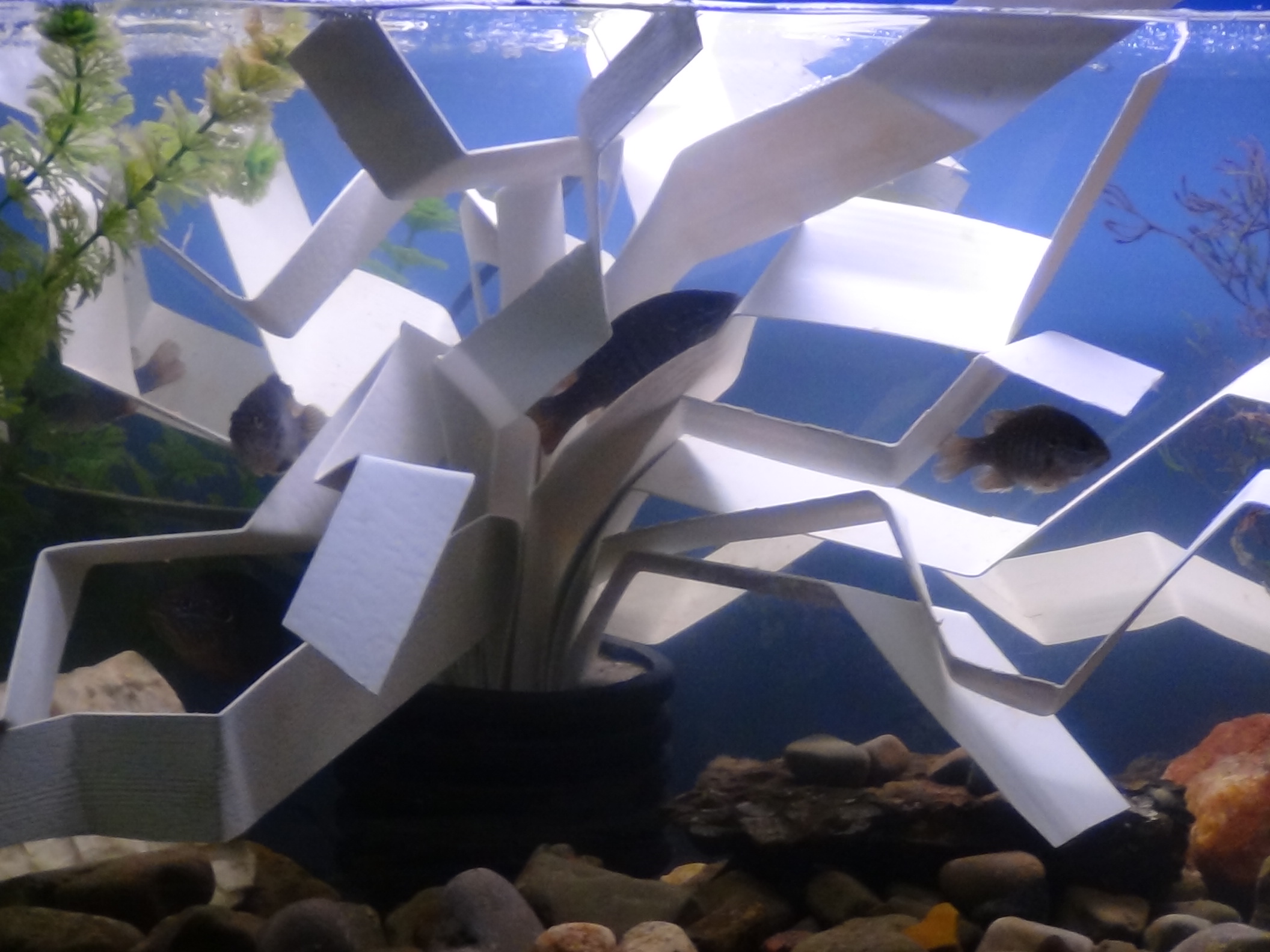 Cheap Fish Structure at Germaine Dunham blog