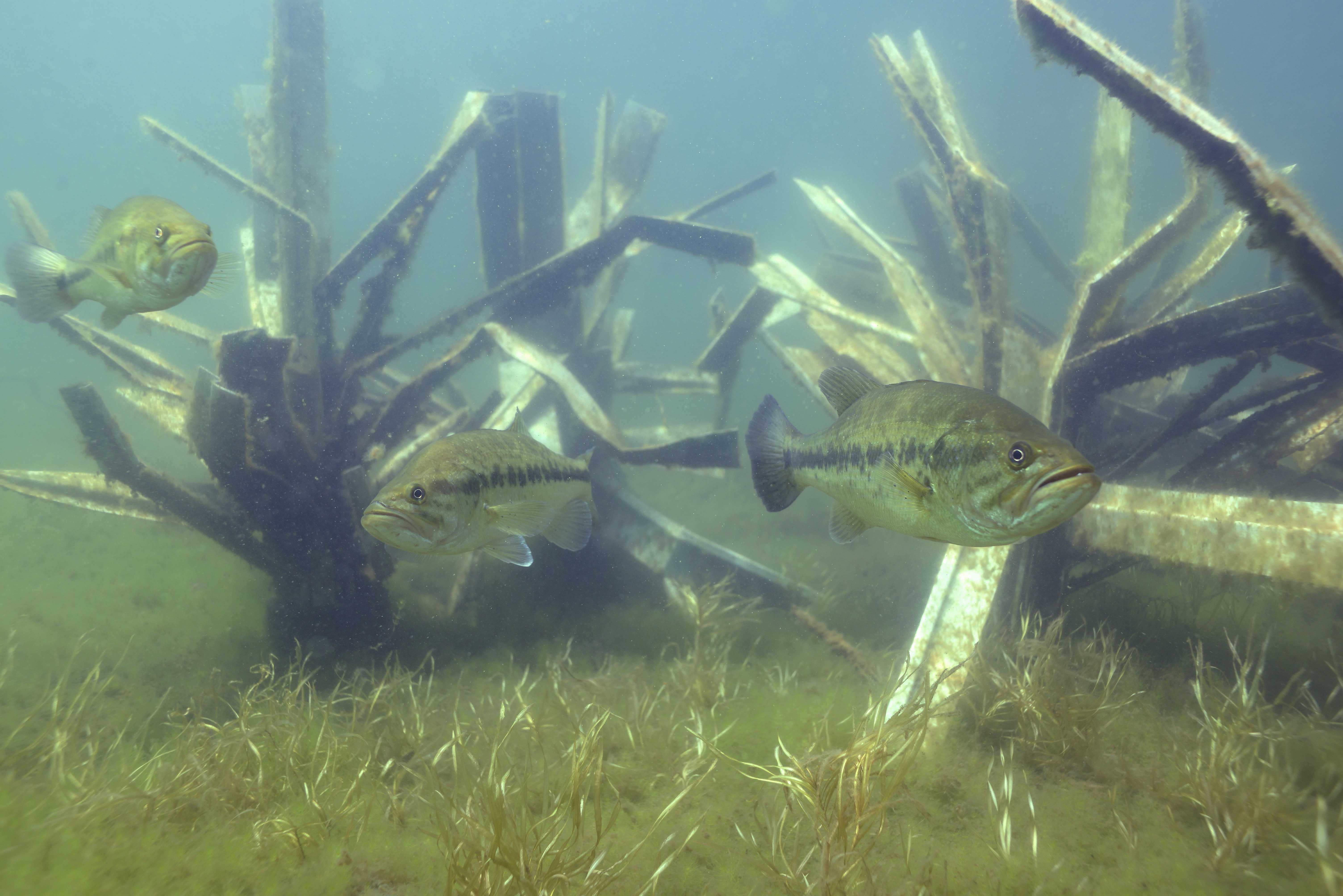 Bass on Fishiding Safehouse habitat Bass on Fishiding Safehouse habitat