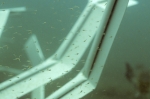 Fishiding Structures holding fry after four weeks in the water.