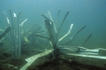 Fishiding Structures in Wisconsin Lake