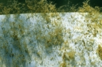 Fishiding Structures grow periphyton for fish food.