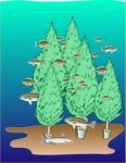 artist rendition of fish habitat